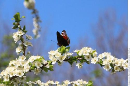 Алыча Кубанская комета опылители. Описание сорта и популярных видов