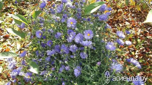 Алыча Кубанская комета форум. Слива - алыча Кубанская комета.