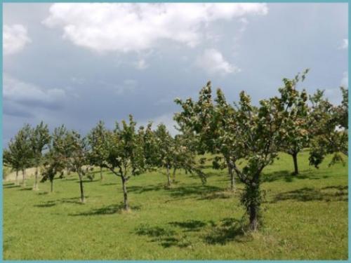 Алыча Злато скифов. Описание алычи сорта Злато скифов