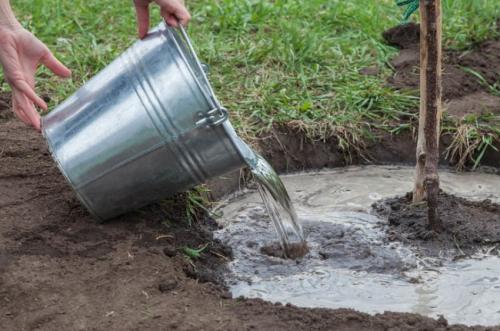 Описание сорта алычи Кубанская комета. Описание алычи Кубанская комета 09