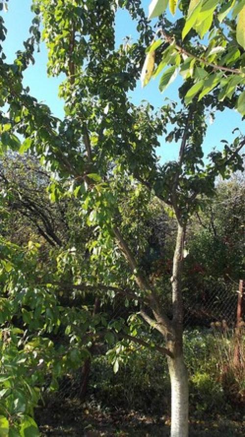 Алыча Кубанская комета форум. Слива - алыча Кубанская комета.