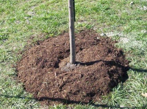 Описание сорта алычи Кубанская комета. Описание алычи Кубанская комета 10