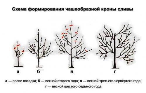 Описание сорта алычи Кубанская комета. Описание алычи Кубанская комета 11
