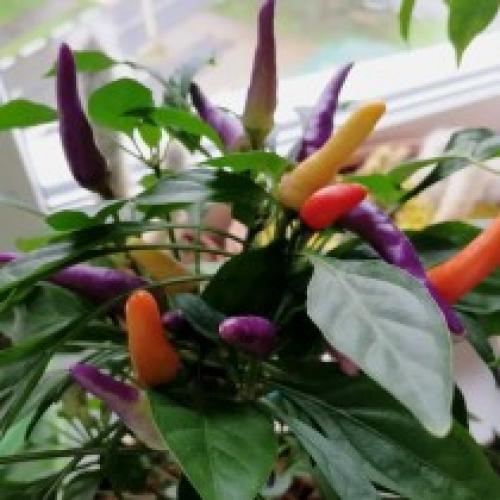 Какие условия освещения необходимы для выращивания острого перца в домашних условиях. Ботанические особенности острого перца