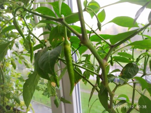 Как часто нужно поливать острый перец, выращиваемый в квартире. Выращиваем острый перец чили на подоконнике