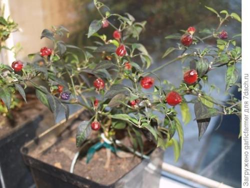 Можно ли выращивать горький перец круглый год, или есть определенные сезоны для этого. Острые перцы зимой