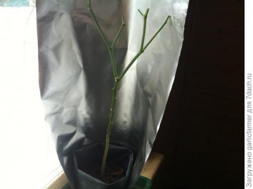 Можно ли выращивать горький перец круглый год, или есть определенные сезоны для этого. Острые перцы зимой