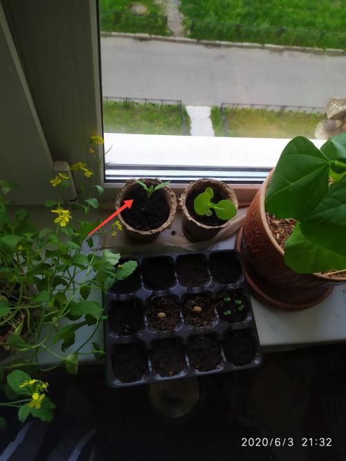 Сколько света нужно перцу чили, и как обеспечить его на подоконнике. Выращиваем острый перец чили на подоконнике