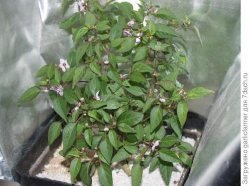 Можно ли выращивать горький перец круглый год, или есть определенные сезоны для этого. Острые перцы зимой