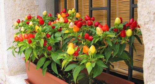 Остренькое у вас дома: как вырастить перец в квартире 01 Остренькое у вас дома: как вырастить перец в квартире 01