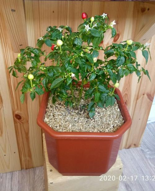 Какая почва лучше всего подходит для выращивания острого перца. Острый перец, грунт, полив, первые проблемы (часть 2)