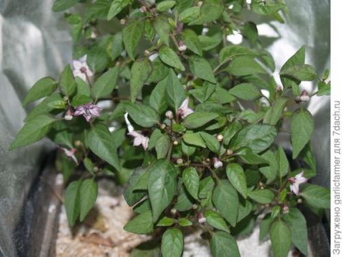 Можно ли выращивать горький перец круглый год, или есть определенные сезоны для этого. Острые перцы зимой