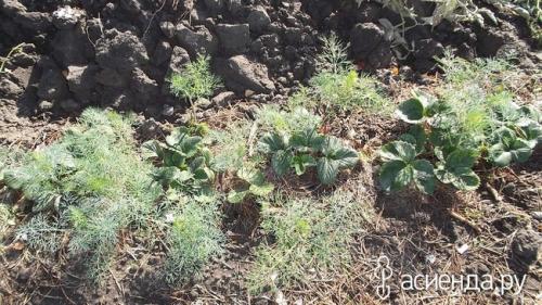 Алыча кубанская комета форум. Слива - алыча кубанская комета.