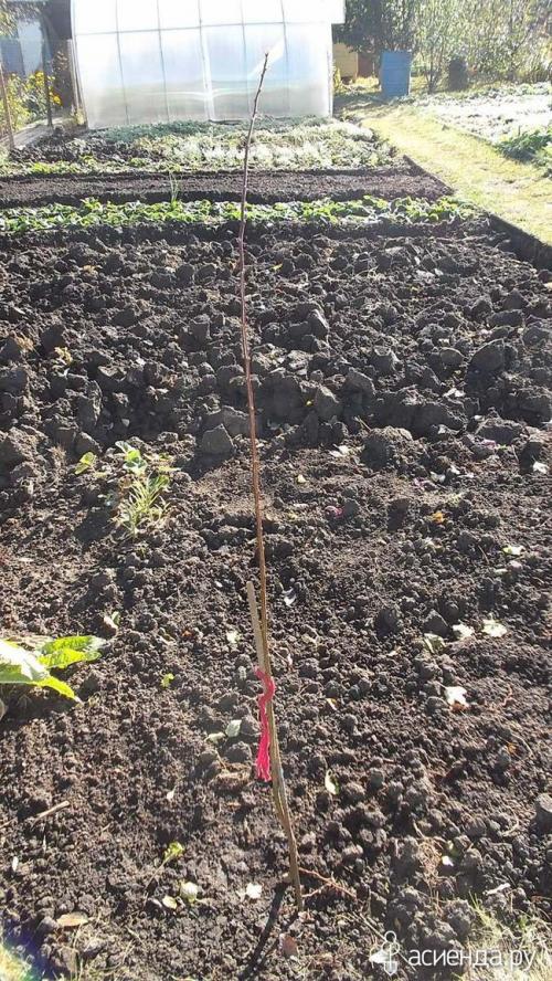 Алыча кубанская комета форум. Слива - алыча кубанская комета.