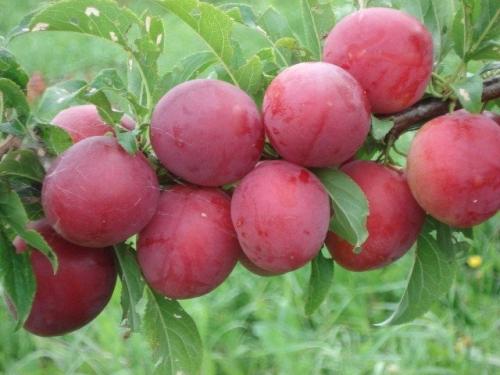 Особенности выращивания алычи гибридной кубанская комета. Описание и отличительные черты 02