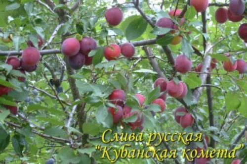 Алыча кубанская комета форум. Слива - алыча кубанская комета.