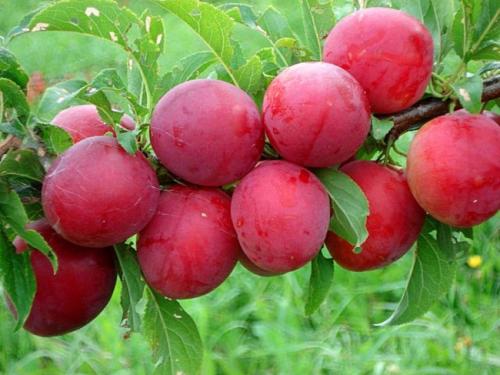 Алыча кубанская комета форум. Слива - алыча кубанская комета.