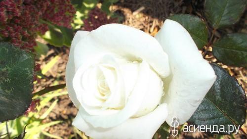 Алыча кубанская комета форум. Слива - алыча кубанская комета.