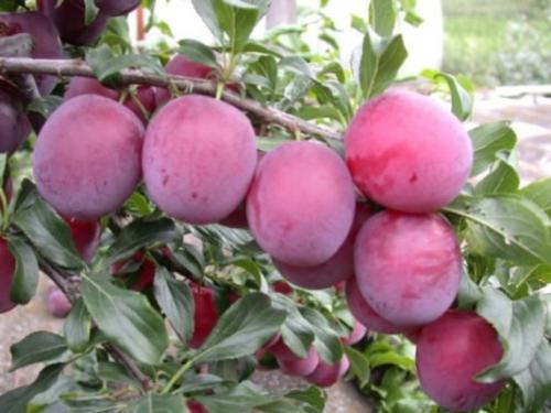 Алыча кубанская комета опылители. Описание сорта и популярных видов