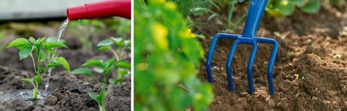 Сколько времени требуется для созревания перчика после посадки. ПЕРЕЦ: ПЕРЕСАДКА РАССАДЫ В ТЕПЛИЦУ