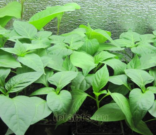 Какие условия освещения необходимы для успешного роста перчика. Определение сроков посева перца