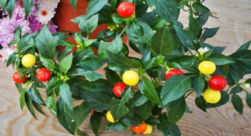 Острый перчик на вашем подоконнике: как вырастить жгучий сюрприз дома 03 Острый перчик на вашем подоконнике: как вырастить жгучий сюрприз дома 03