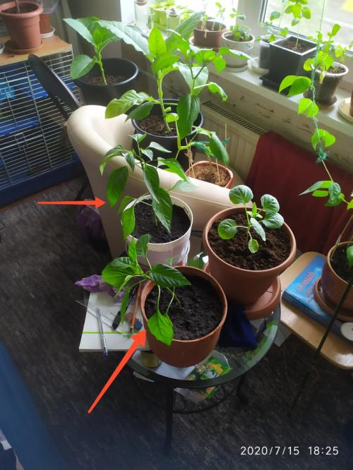 Можно ли выращивать острый перчик без использования горшков. Выращиваем острый перец чили на подоконнике