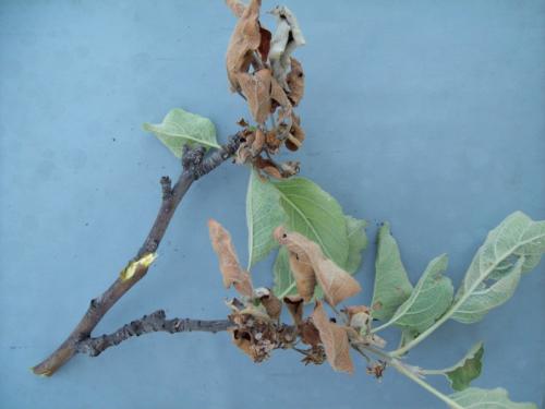 Монилиоз яблони. Характеристика монилиоза