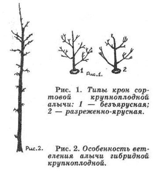 На что прививают алычу Кубанская комета. Дерево 01 На что прививают алычу Кубанская комета. Дерево 01