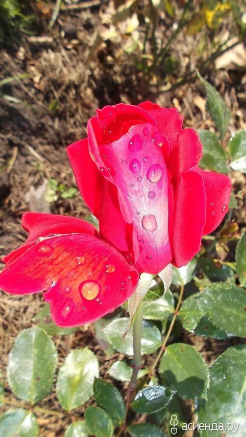 Алыча Кубанская комета форум. Слива - алыча Кубанская комета.