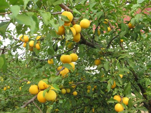 Алыча Царская. Сорт алычи Царская