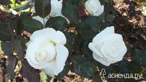 Алыча Кубанская комета форум. Слива - алыча Кубанская комета.