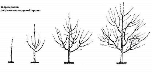 На что прививают алычу Кубанская комета. Дерево 02 На что прививают алычу Кубанская комета. Дерево 02