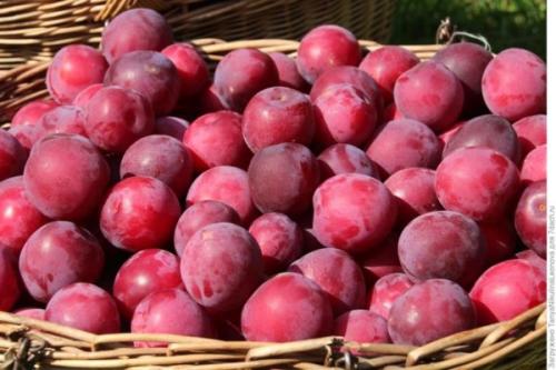 Алыча Кубанская комета опылители. Описание сорта и популярных видов