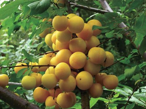 Алыча Царская. Сорт алычи Царская