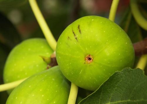 Инжир сколько раз плодоносит. Виды и сорта инжира