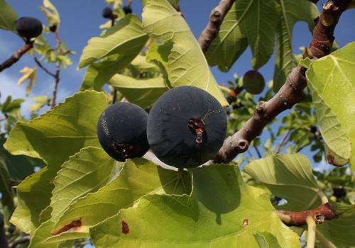 Инжир сколько раз плодоносит. Виды и сорта инжира