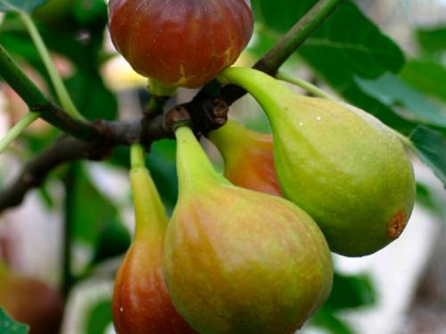 Инжир сколько раз плодоносит. Виды и сорта инжира