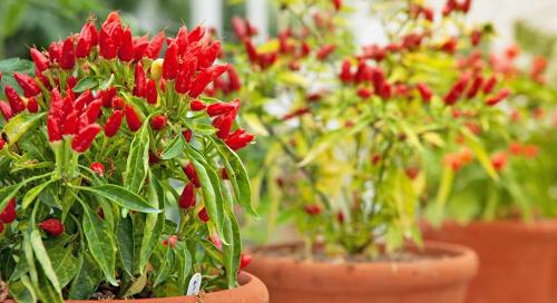 Полное руководство по выращиванию острых перцев в домашних условиях 03