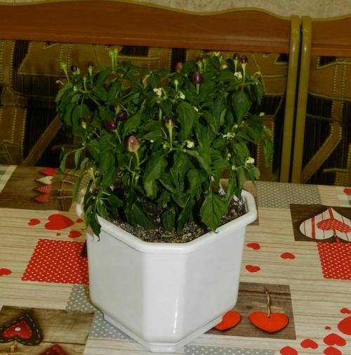 Как правильно выбрать почву для выращивания острых перцев. Острый перец, грунт, полив, первые проблемы (часть 2)