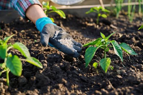 Какие удобрения лучше использовать для подкормки перцев. Чем подкормить сладкий перец