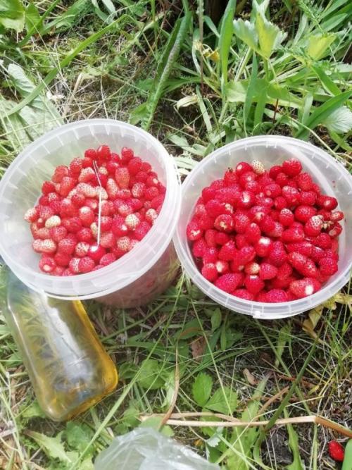 Земляничные места в Ленинградской области. Названы ягодные места Петербурга и Ленобласти, где много черники и земляники