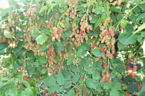 Ежевика в Ленинградской области. Какие сорта ежевики посадить в Подмосковье и средней полосе?