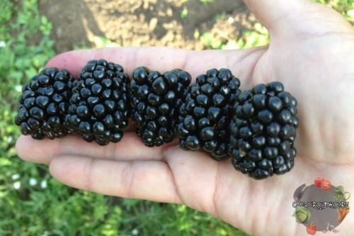 Ежевика в Ленинградской области. Какие сорта ежевики посадить в Подмосковье и средней полосе?