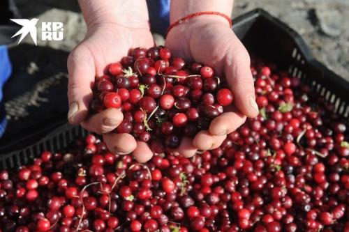 Ягодные места Ленинградской области. Где собирать морошку и чернику под Санкт-Петербургом: Ягодные места Ленинградской области
