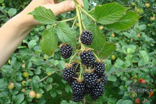 Ежевика в Ленинградской области. Какие сорта ежевики посадить в Подмосковье и средней полосе?