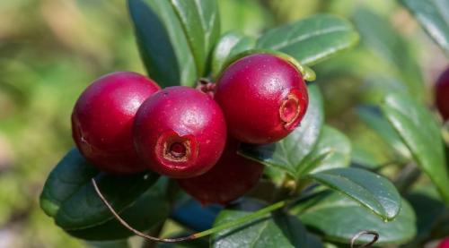 Клюквенные места ленинградская область. Ягодники выдали самые богатые на клюкву и бруснику места в Ленобласти