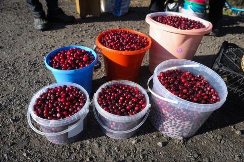 Земляничные места в Ленинградской области. Названы ягодные места Петербурга и Ленобласти, где много черники и земляники