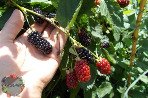 Ежевика в Ленинградской области. Какие сорта ежевики посадить в Подмосковье и средней полосе?