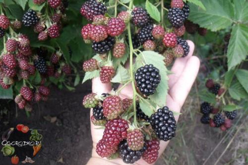 Ежевика в Ленинградской области. Какие сорта ежевики посадить в Подмосковье и средней полосе?